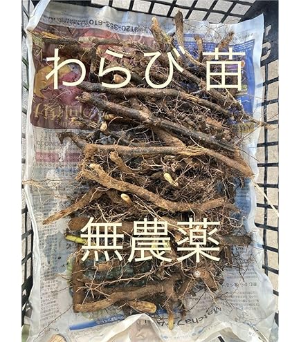 わらび　苗　100本 Amazon.co.jp: ワラビ 素掘り苗 山菜苗/シダ植物/蕨▽紫桜館山の花屋